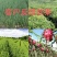 {实力}颗粒有机肥厂家直供全国发货瓜果蔬菜均可适用