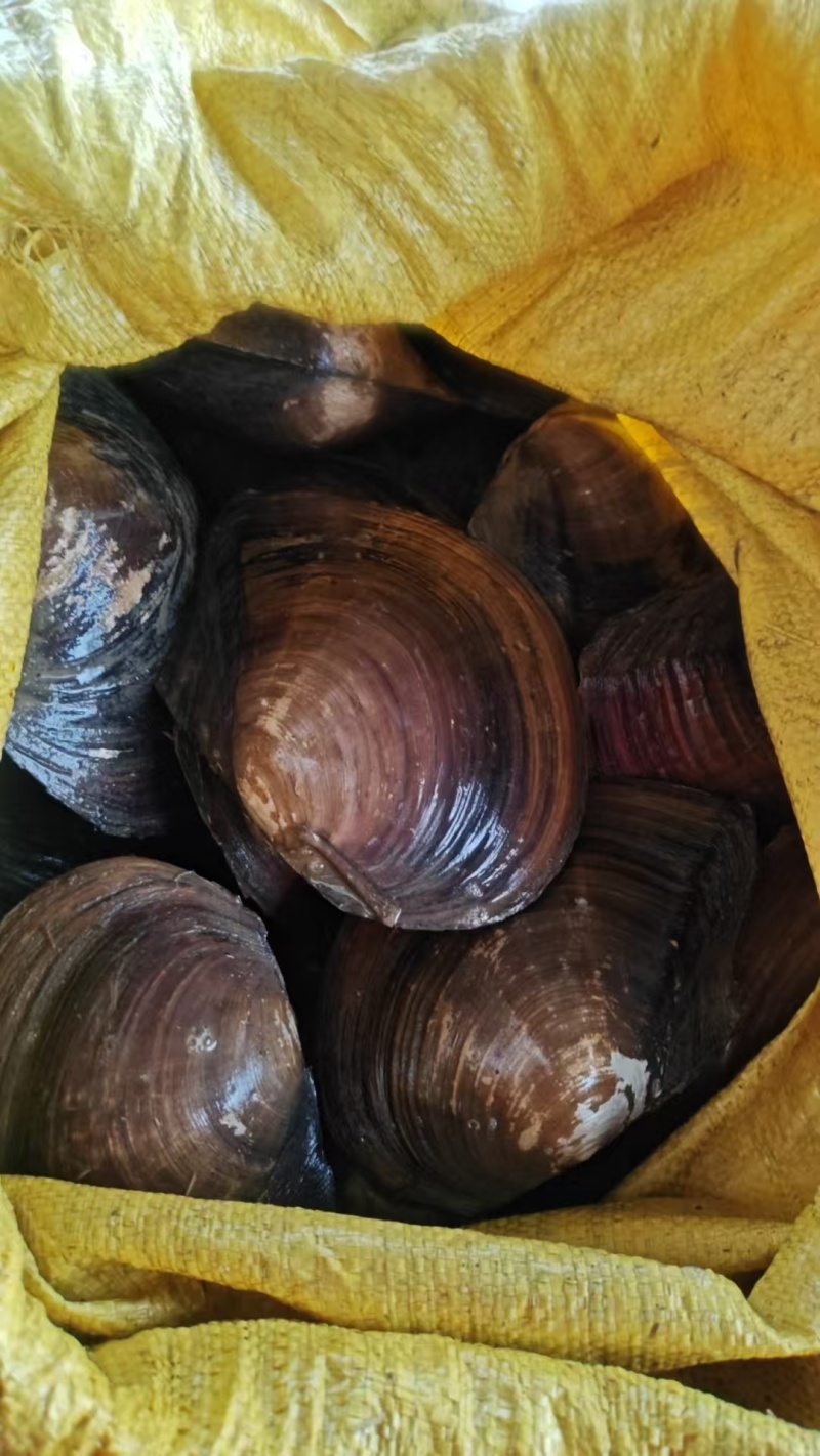 河蚌大量有货对接各大平台精品现货现发
