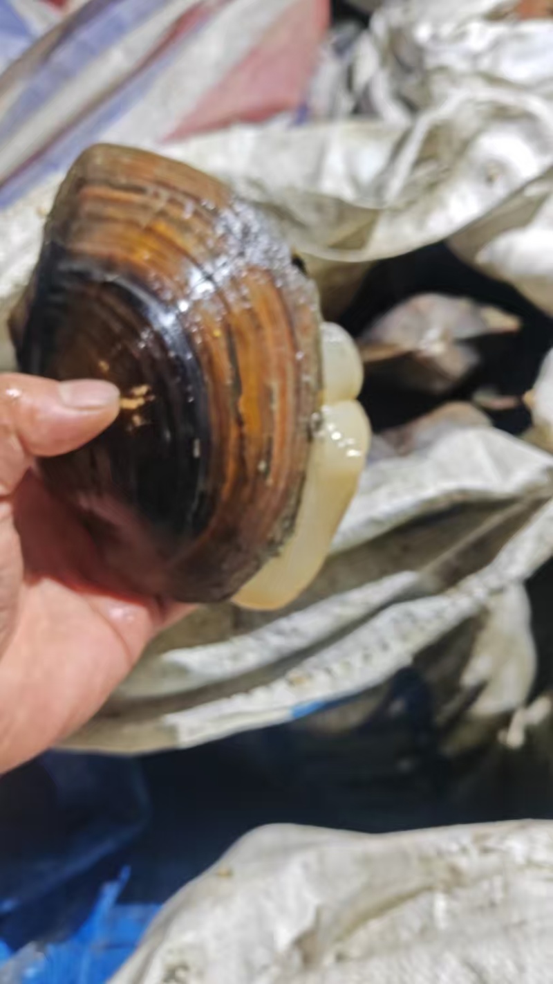 河蚌大量有货对接各大平台精品现货现发