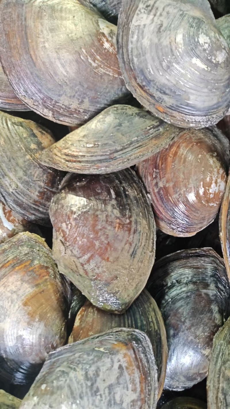 河蚌大量有货对接各大平台精品现货现发