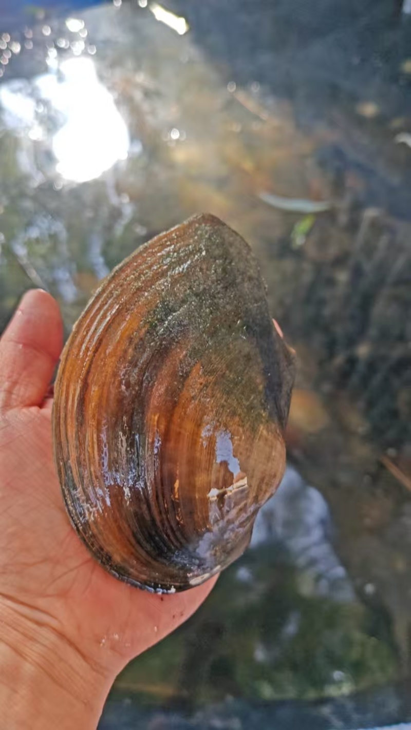 河蚌大量有货对接各大平台精品现货现发