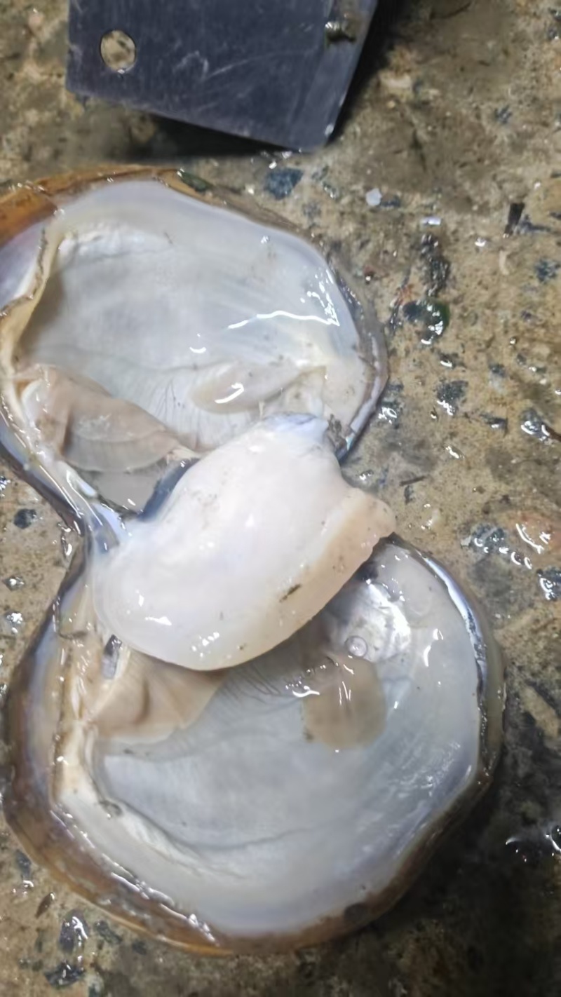 河蚌大量有货对接各大平台精品现货现发