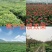 {实力}发酵纯羊粪/生物有机肥//禽畜粪便/厂家直发全国