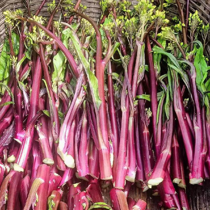 红菜苔种子菜心红金十月红紫菜苔红菜苔基地品种