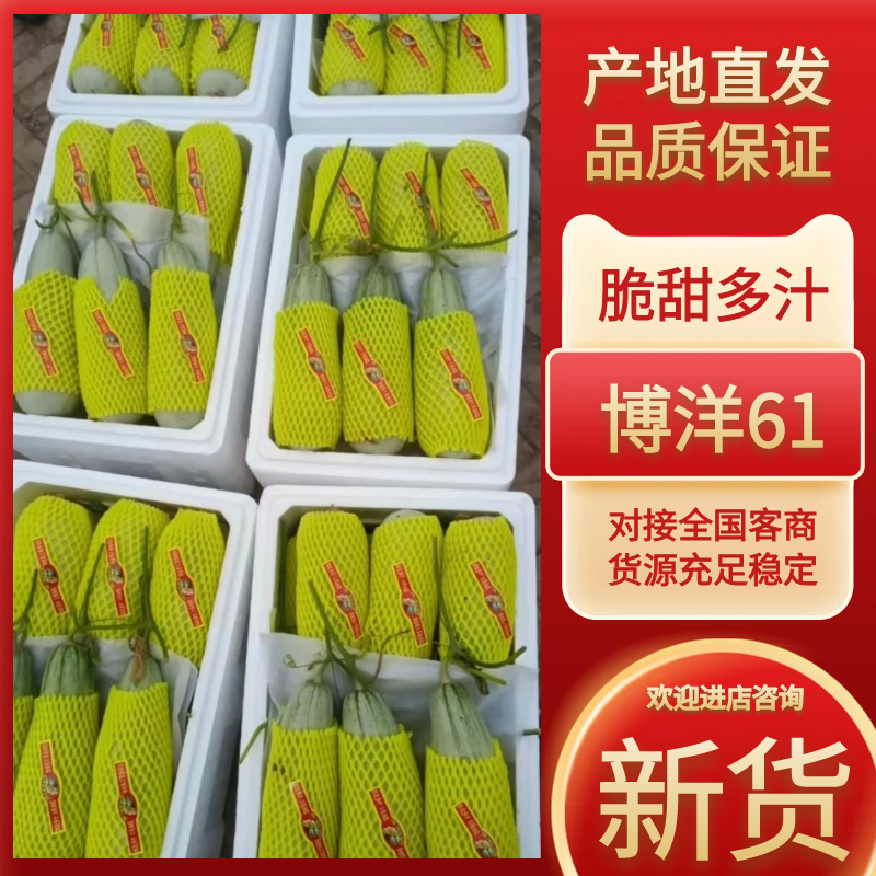 博洋61，大量上市，口感香甜，可对接全国各地的客商。