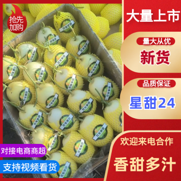 星甜二十四，大量上市，口感脆甜，有需要的客商可以联系。