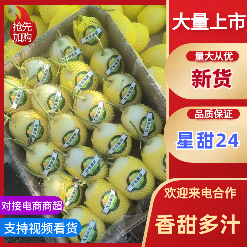 星甜二十四，大量上市，口感脆甜，有需要的客商可以联系。