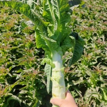 好货推荐尖叶莴笋产地直发对接全国市场电商
