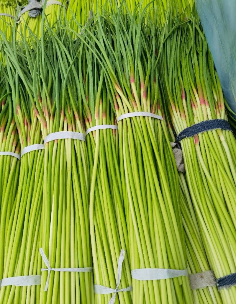 精品红帽蒜苔新鲜蒜薹产地一手货源价格优惠对接全国市场