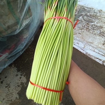 精品红帽蒜苔新鲜蒜薹产地一手货源价格优惠对接全国市场