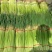 精品红帽蒜苔新鲜蒜薹产地一手货源价格优惠对接全国市场