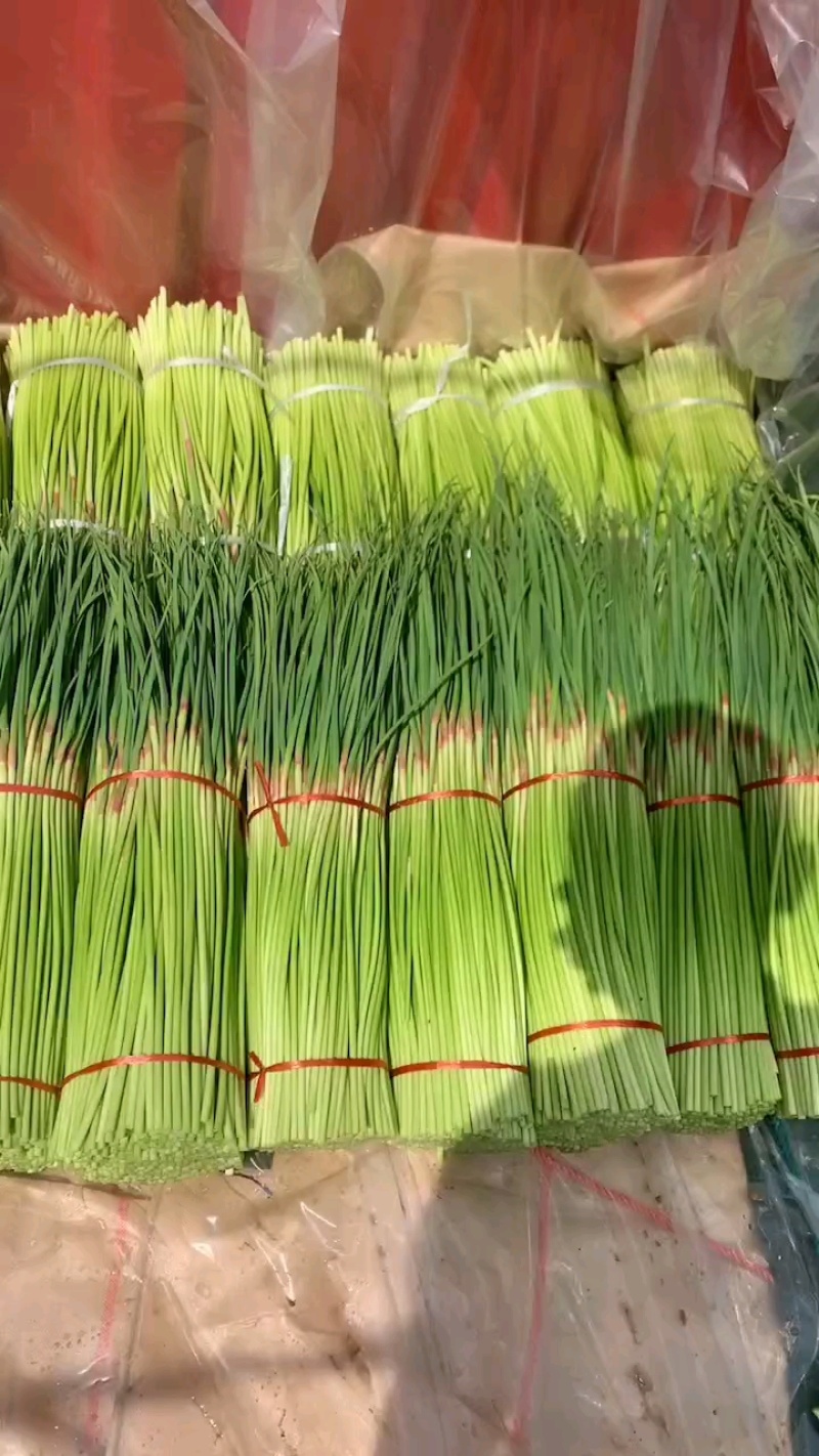 精品红帽蒜苔新鲜蒜薹产地一手货源价格优惠对接全国市场