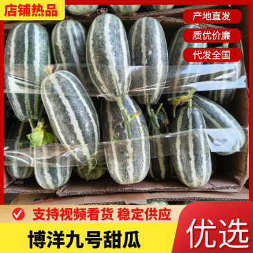 河南内黄博洋甜瓜质量保证全国发货承接各大平台。