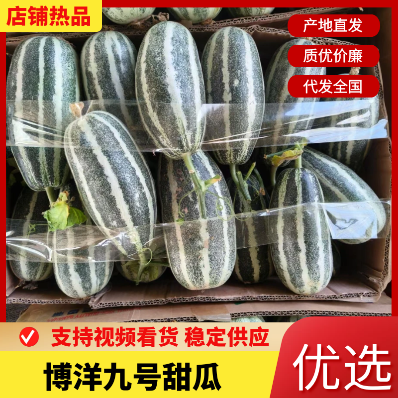河南内黄博洋甜瓜质量保证全国发货承接各大平台。
