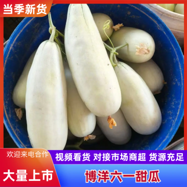 博洋六一甜瓜,皮薄肉厚口感好,水分足,产地直供一手货源