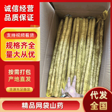 小白嘴山药，精品网袋，产地直供。大量现货，一手货源