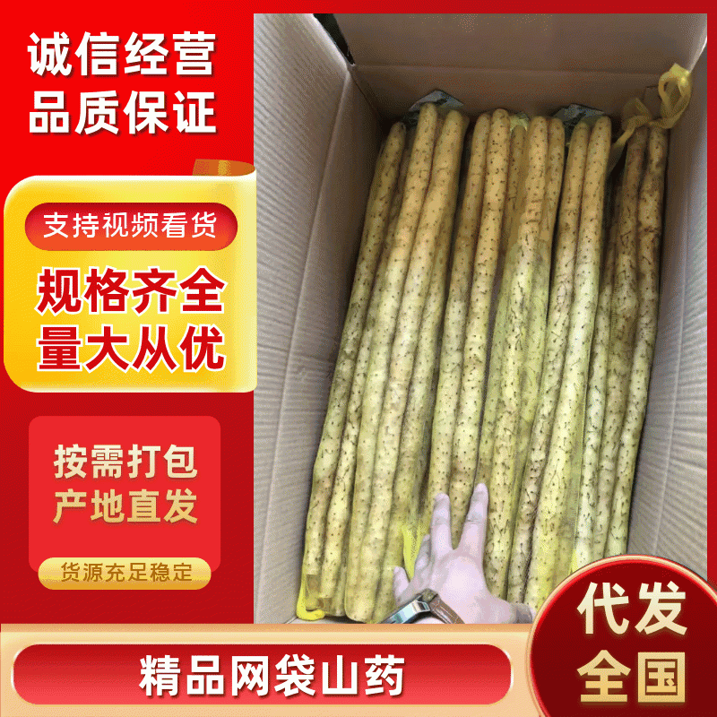 小白嘴山药，精品网袋，产地直供。大量现货，一手货源