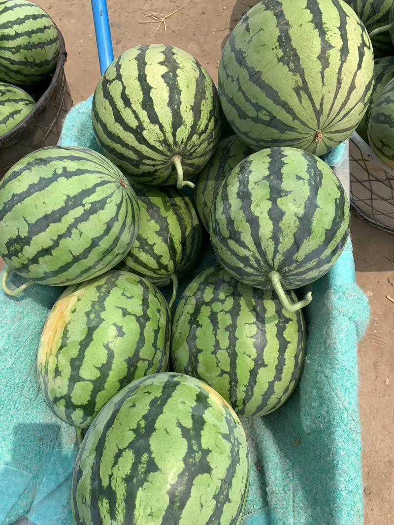 山西无籽美都西瓜，品质好，货量充足，可视频看货选货