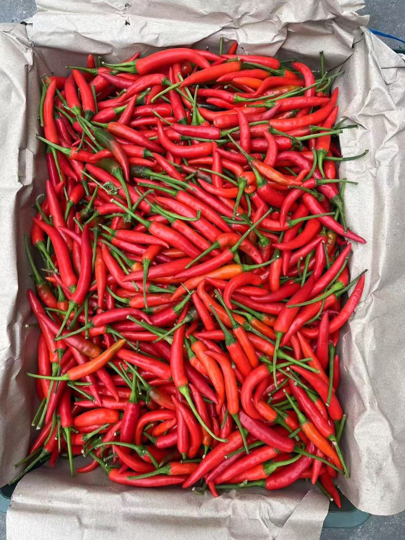 精品小米辣,新鲜红辣基地直供、现摘现发，买贵包退！