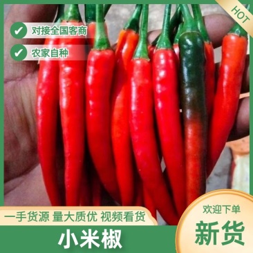 基地直供新鲜上市小米辣全国批发电商市场批发广西基地直发
