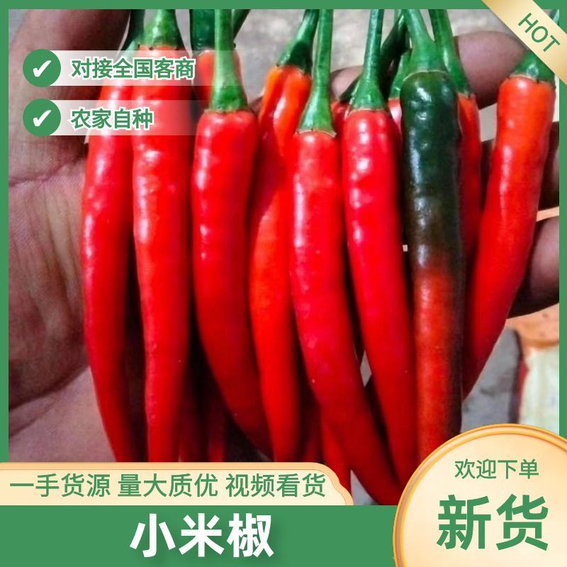 基地直供新鲜上市小米辣全国批发电商市场批发广西基地直发
