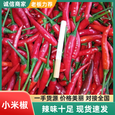 精品小米椒，一手货源，品质保证，全国供应，可视频看货