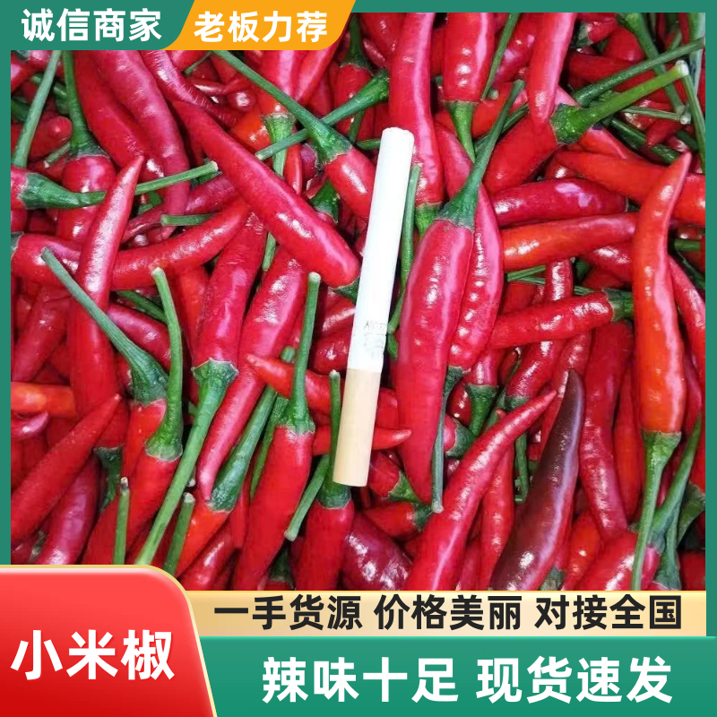 精品小米椒，一手货源，品质保证，全国供应，可视频看货