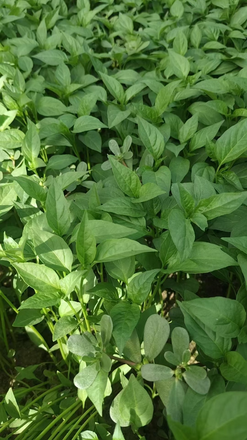 山东椒朵红杂交辣椒苗，果大，高产，抗病分枝多茎杆粗壮