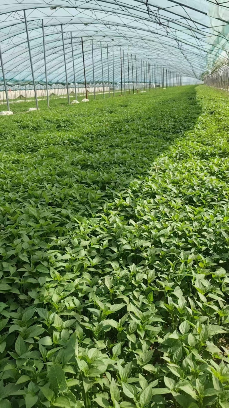 辣椒苗山东优质朝天椒苗大量上市抗病品种齐全