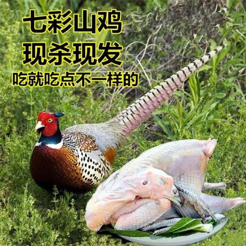 一手货源七彩山鸡对接全国市场量大从优欢迎采购热卖中