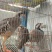 广东一手货源鹧鸪对接全国市场量大从优欢迎采购热卖中