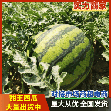 四川甜王大量出货，产地直发，视频看货