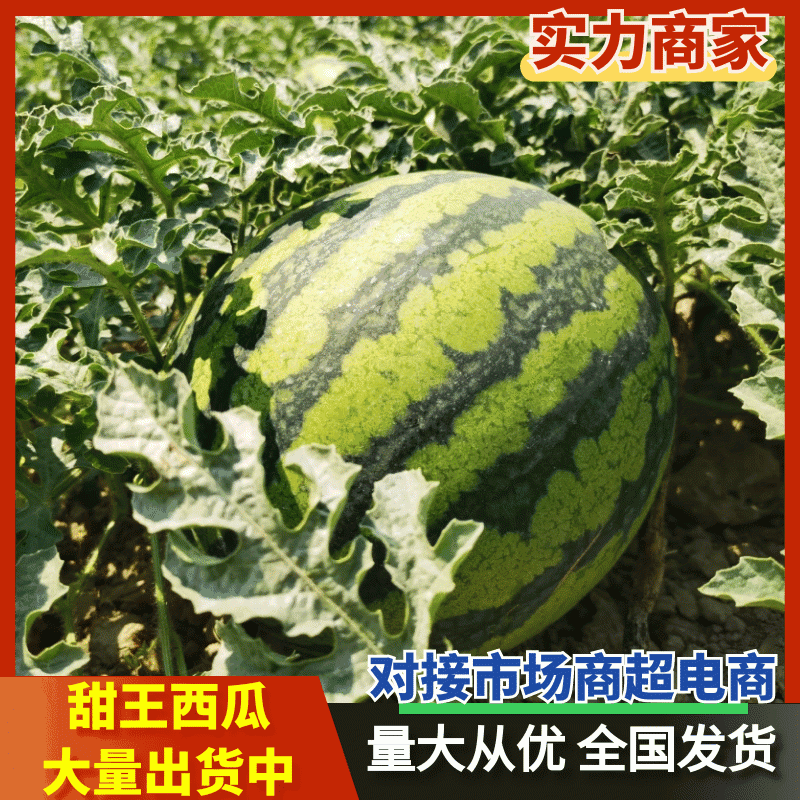 四川甜王大量出货，产地直发，视频看货