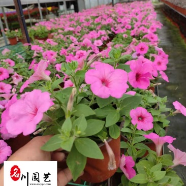 成都矮牵牛基地直供四川时令草花批发三色可选量大价优