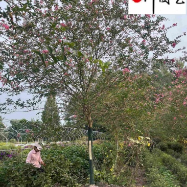 紫薇苗圃清地成都紫薇处理价紫薇腾地处理一手货源