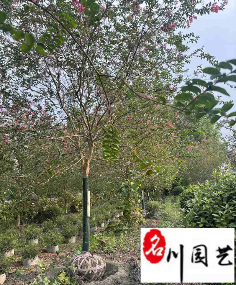 紫薇苗圃清地成都紫薇处理价紫薇腾地处理一手货源