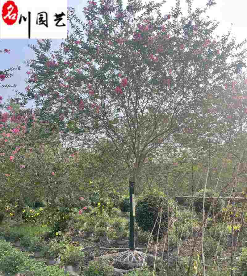 紫薇苗圃清地成都紫薇处理价紫薇腾地处理一手货源