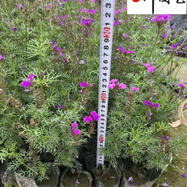 美女樱基地批发成都花卉草花批发规格颜色多量大价优