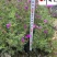 美女樱基地批发成都花卉草花批发规格颜色多量大价优