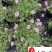 美女樱基地批发成都花卉草花批发规格颜色多量大价优