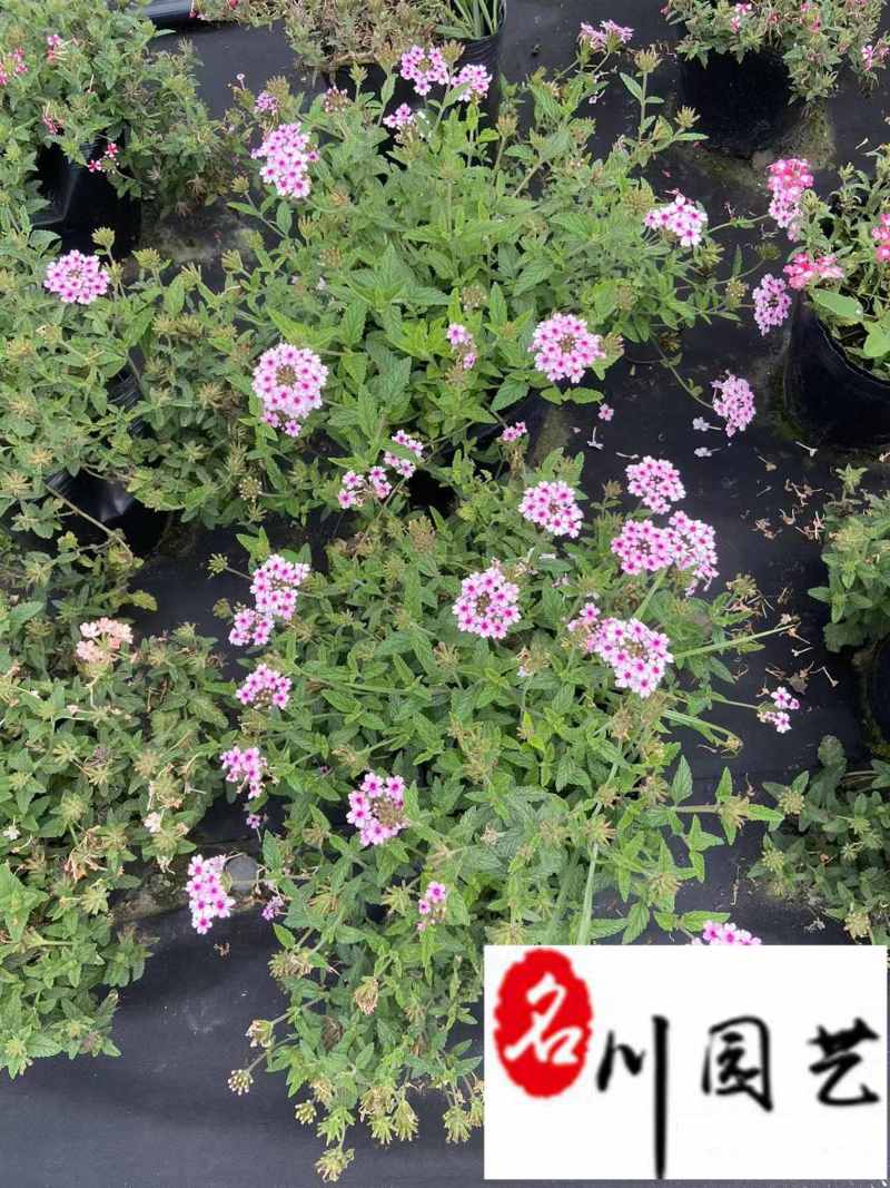 美女樱基地批发成都花卉草花批发规格颜色多量大价优