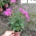 美女樱基地批发成都花卉草花批发规格颜色多量大价优