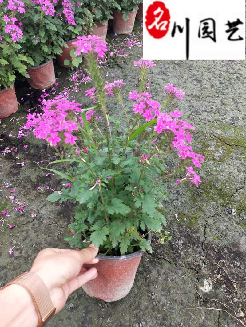 美女樱基地批发成都花卉草花批发规格颜色多量大价优