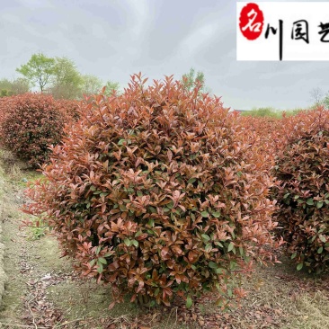 处理红叶石楠球！苗圃清地腾地红叶石楠球特惠批发