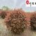 处理红叶石楠球！苗圃清地腾地红叶石楠球特惠批发