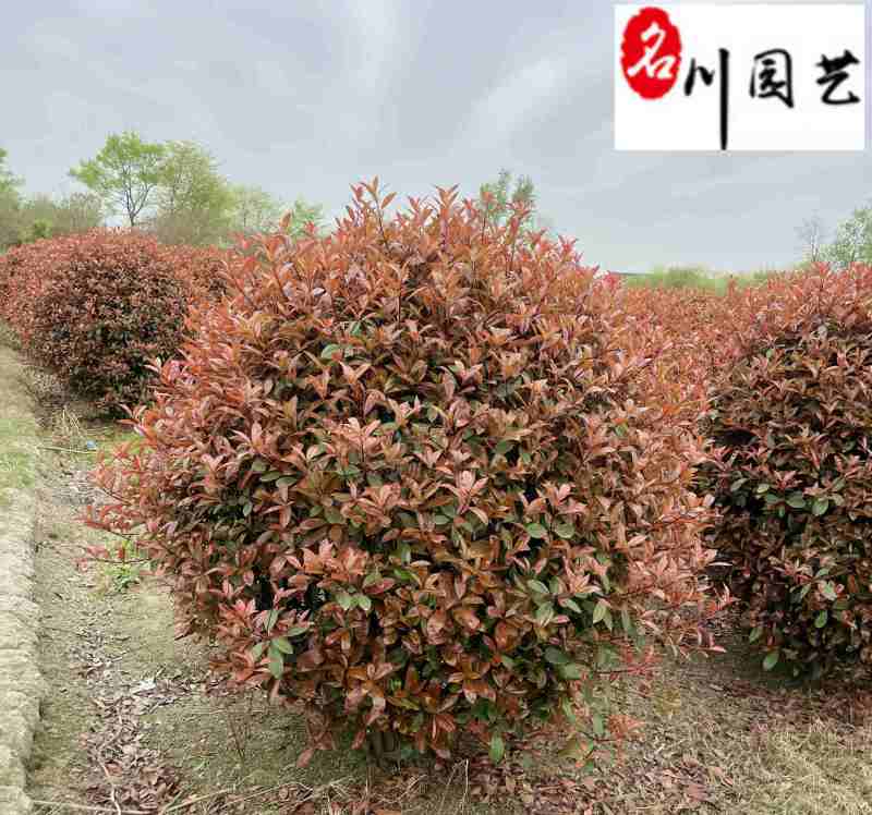 处理红叶石楠球！苗圃清地腾地红叶石楠球特惠批发