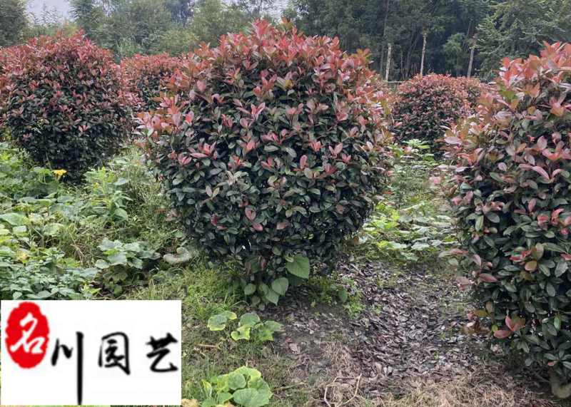 处理红叶石楠球！苗圃清地腾地红叶石楠球特惠批发