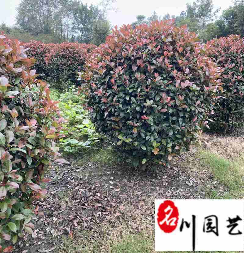 处理红叶石楠球！苗圃清地腾地红叶石楠球特惠批发