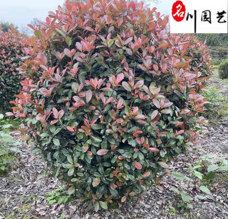 处理红叶石楠球！苗圃清地腾地红叶石楠球特惠批发
