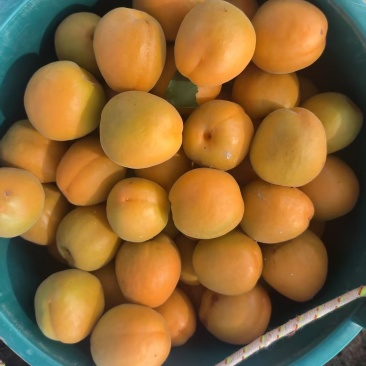 陕西金太阳杏，丰园红杏，大量上市，价格优惠，品质保证